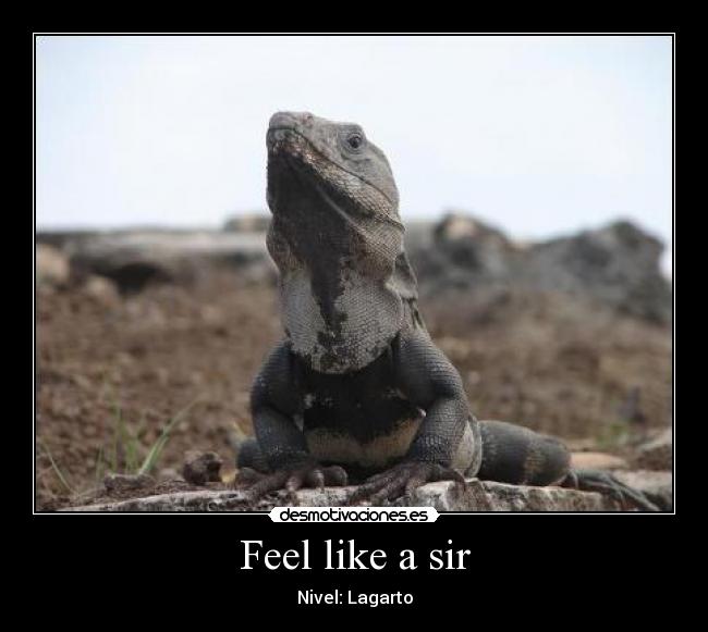 Feel like a sir - Nivel: Lagarto