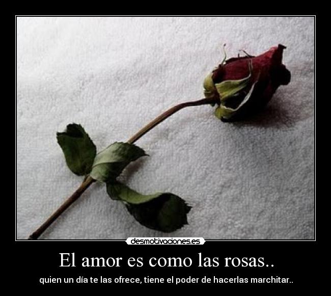 El amor es como las rosas.. -