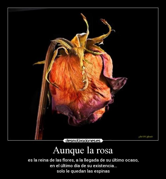 Aunque la rosa - 