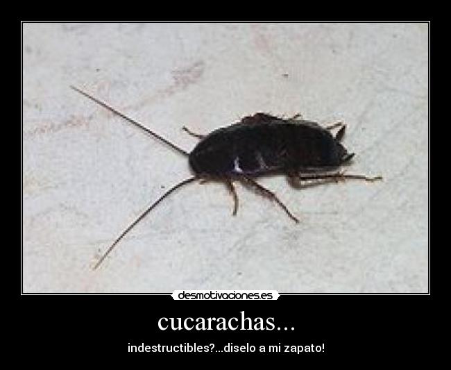 carteles cucarachas desmotivaciones