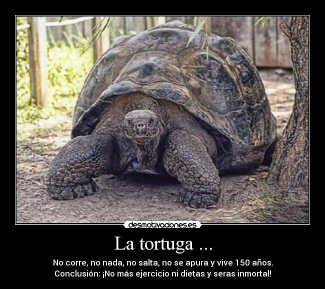 La tortuga ... -