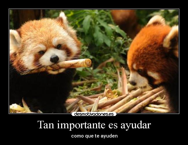 Tan importante es ayudar - como que te ayuden
