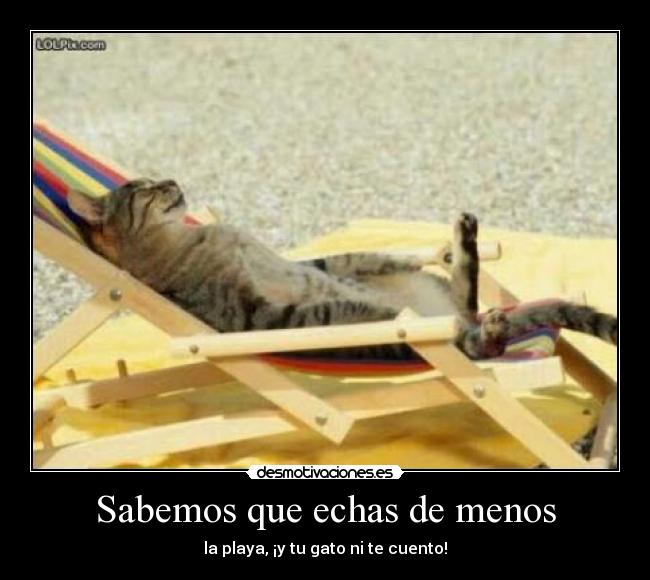 Sabemos que echas de menos - la playa, ¡y tu gato ni te cuento!