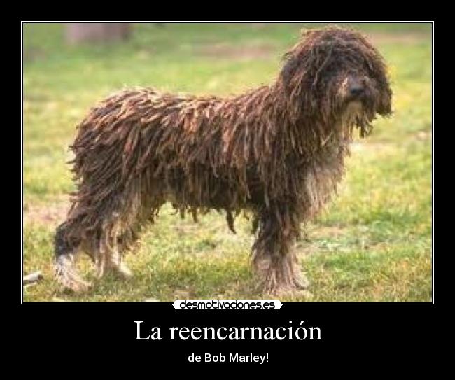 La reencarnación - de Bob Marley!
