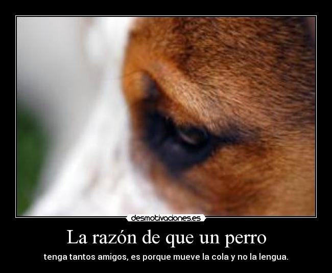 La razón de que un perro -