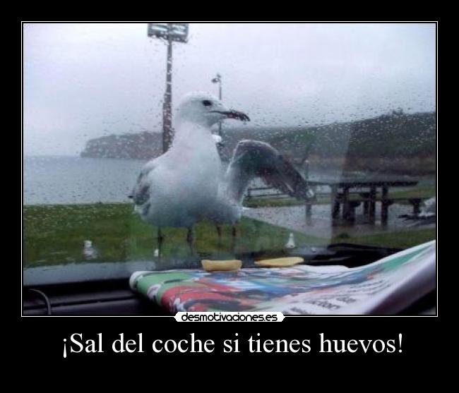 ¡Sal del coche si tienes huevos! -