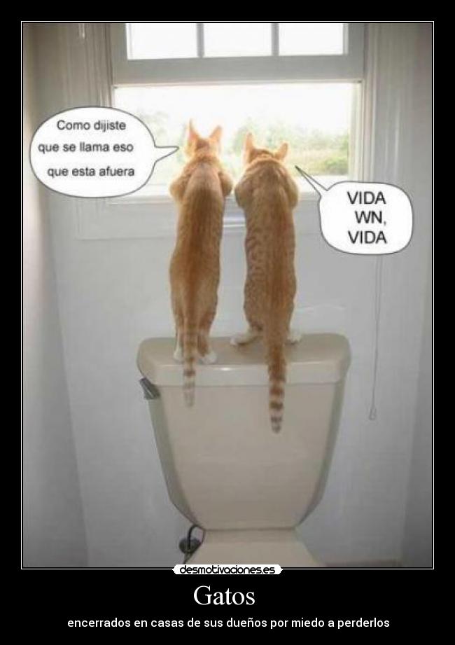 Gatos -