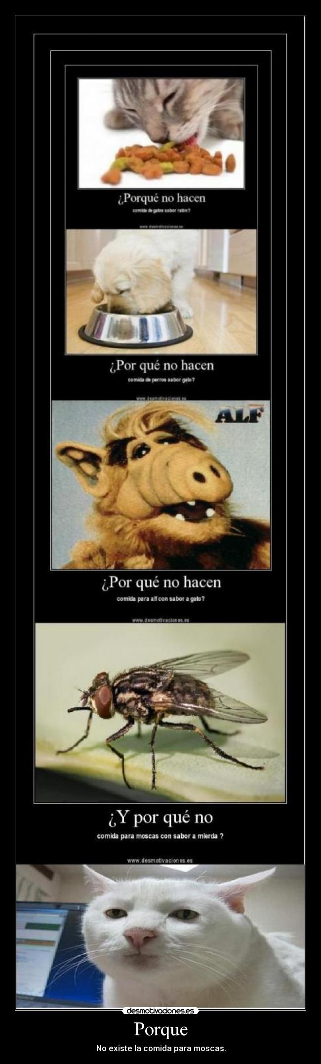 Porque - No existe la comida para moscas.