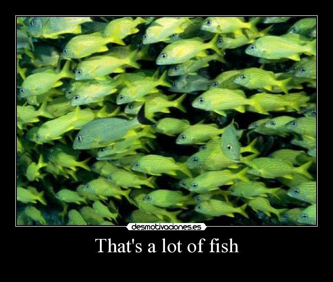 Thats a lot of fish - 