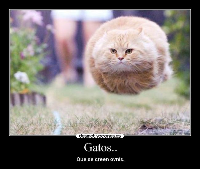 Gatos.. - 