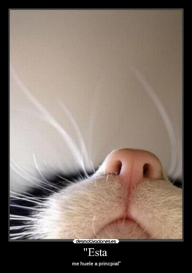 carteles por aquellos animales lindos que nunca podremos ver nada malo motivador lindo desmotivaciones