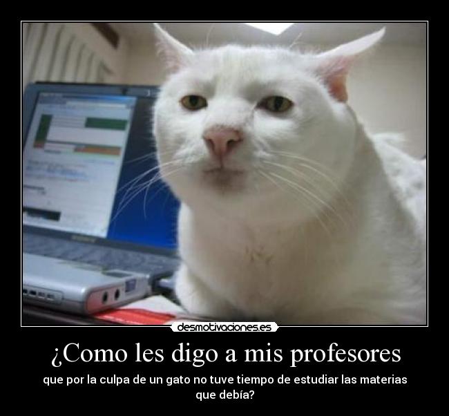 ¿Como les digo a mis profesores - que por la culpa de un gato no tuve tiempo de estudiar las materias que debía?