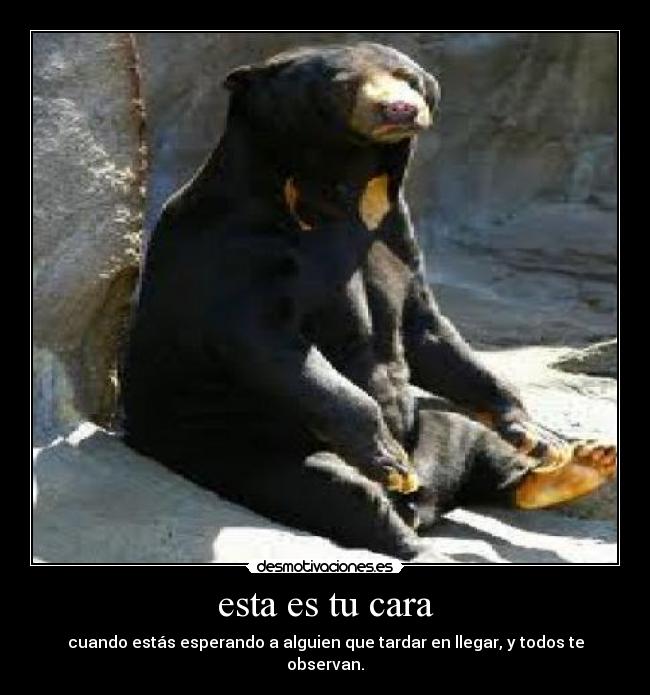 carteles serious bear desmotivaciones