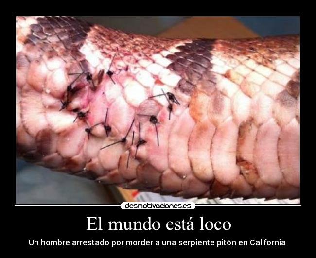 El mundo está loco - 