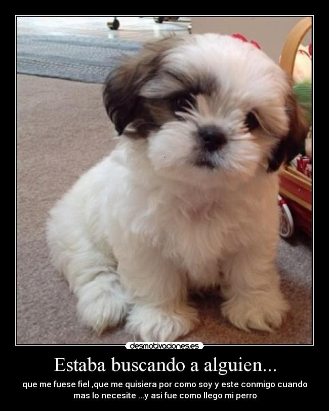 Estaba buscando a alguien... - que me fuese fiel ,que me quisiera por como soy y este conmigo cuando
mas lo necesite ...y asi fue como llego mi perro