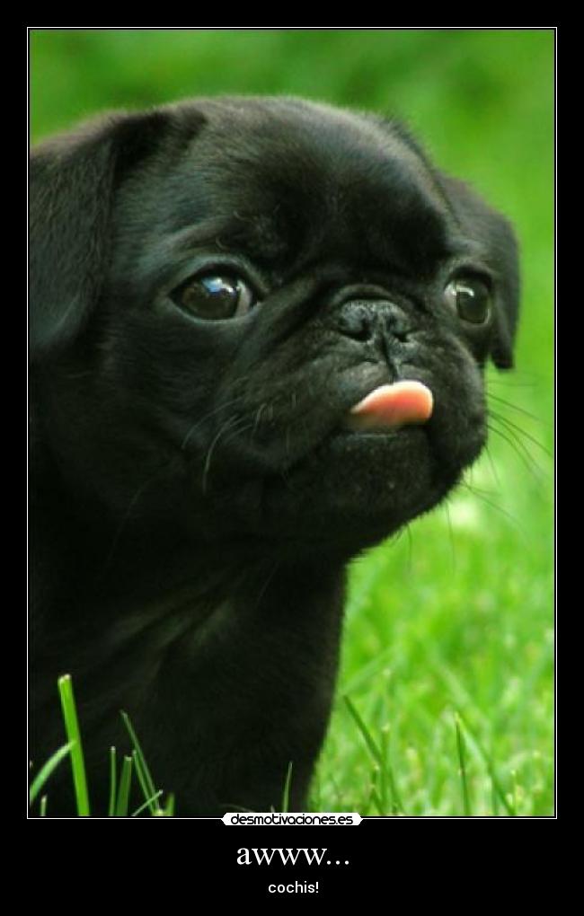 awww... - cochis!