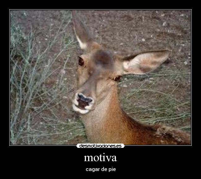 motiva - 