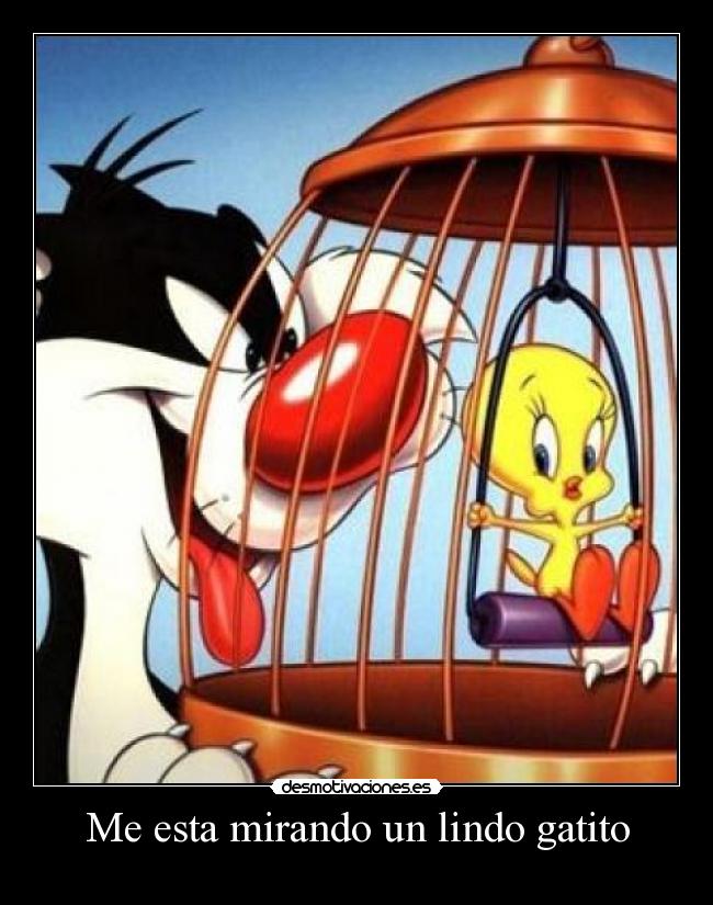 Me esta mirando un lindo gatito - 