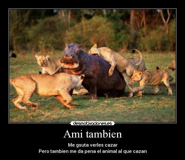 Ami tambien - Me gsuta verles cazar
Pero tambien me da pena el animal al que cazan
