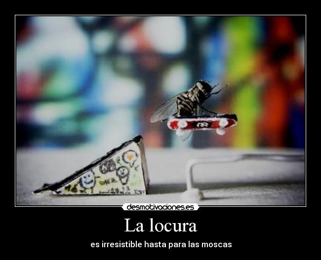 La locura - es irresistible hasta para las moscas
