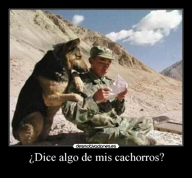 ¿Dice algo de mis cachorros? -