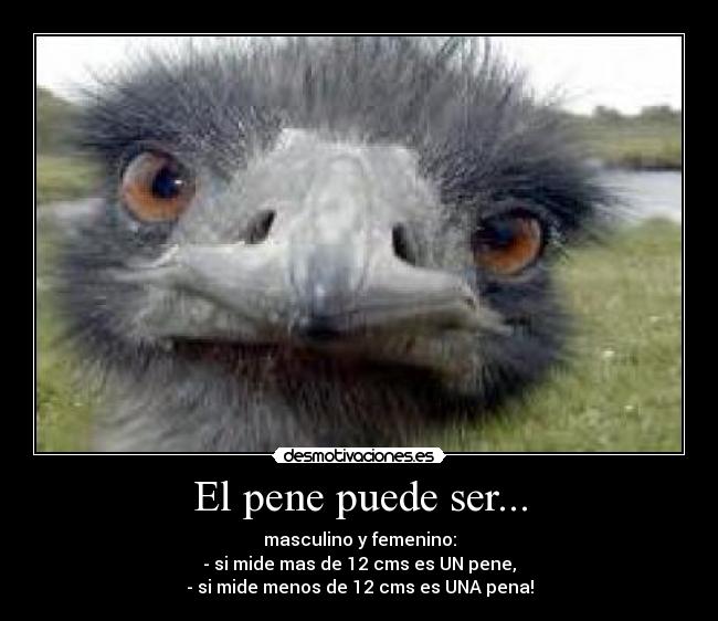 El pene puede ser... - masculino y femenino:
- si mide mas de 12 cms es UN pene,
- si mide menos de 12 cms es UNA pena!