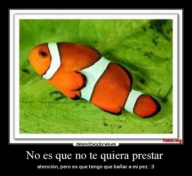 No es que no te quiera prestar - atención, pero es que tengo que bañar a mi pez. :3