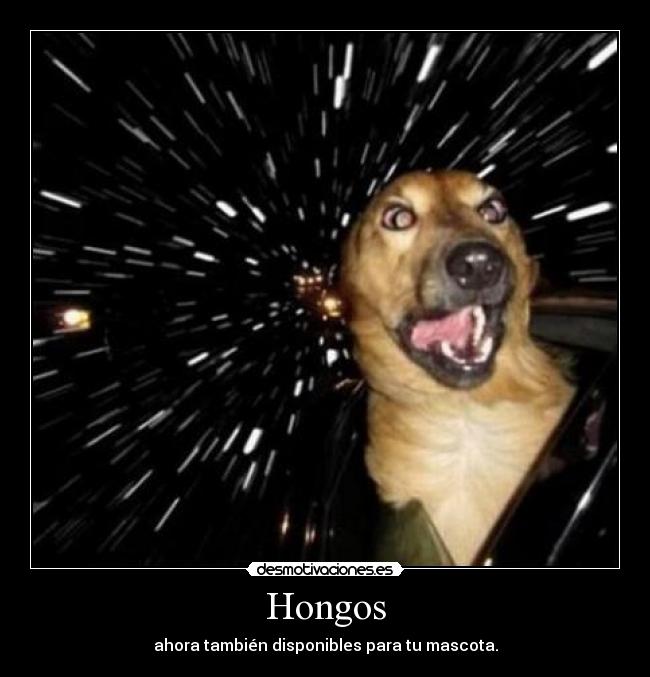 Hongos -
