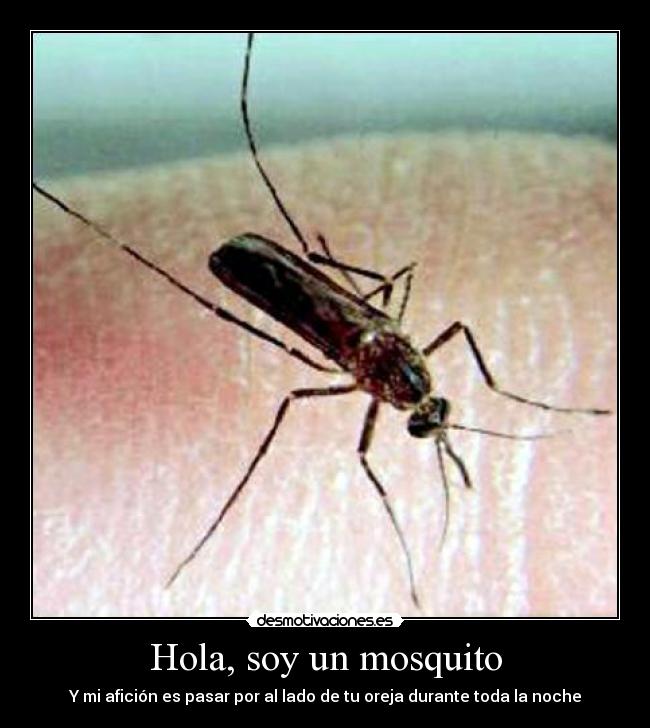 Hola, soy un mosquito - Y mi afición es pasar por al lado de tu oreja durante toda la noche