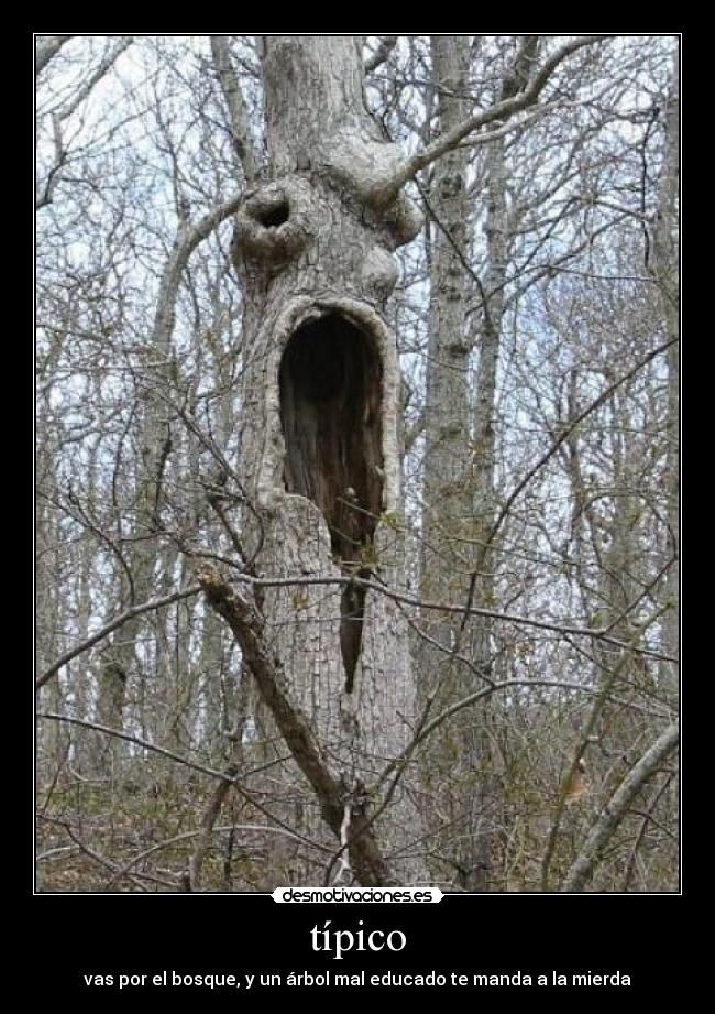 típico - vas por el bosque, y un árbol mal educado te manda a la mierda