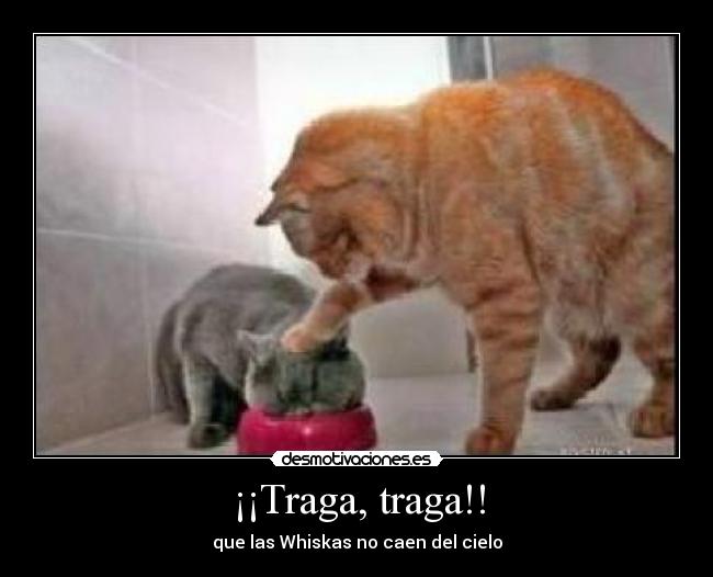 ¡¡Traga, traga!! - 