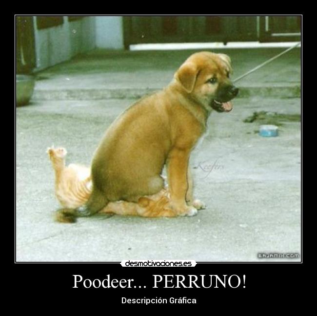 Poodeer... PERRUNO! - Descripción Gráfica