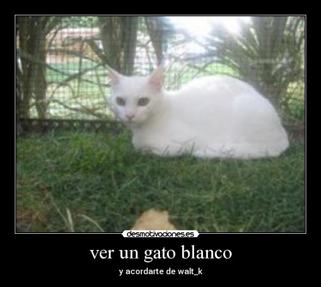 ver un gato blanco -