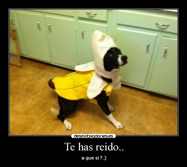 Te has reido.. - a que si ? ;)
