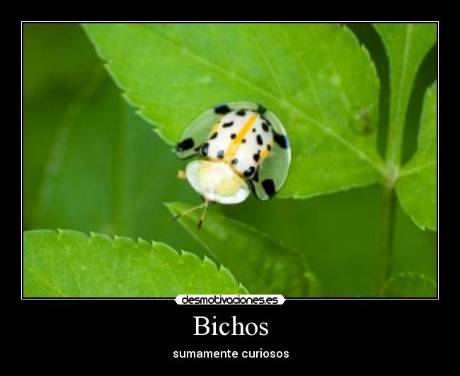 Bichos -