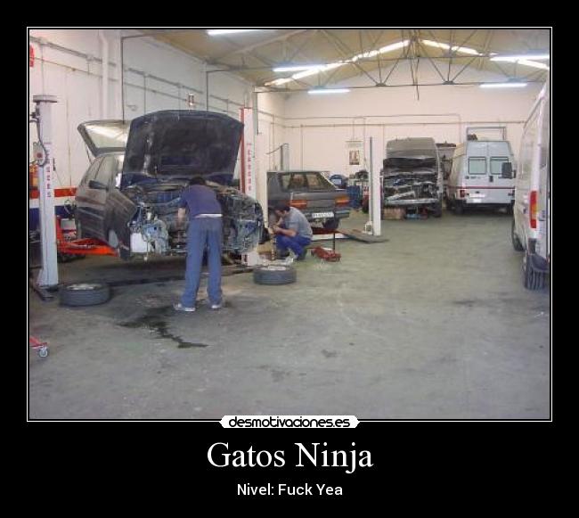 Gatos Ninja - 