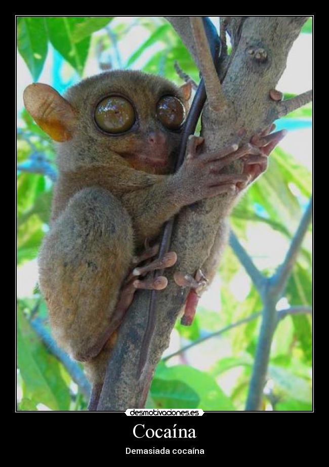 carteles cocaina droga mono tarsier que ojos tiene pobre animal esta flipando desmotivaciones