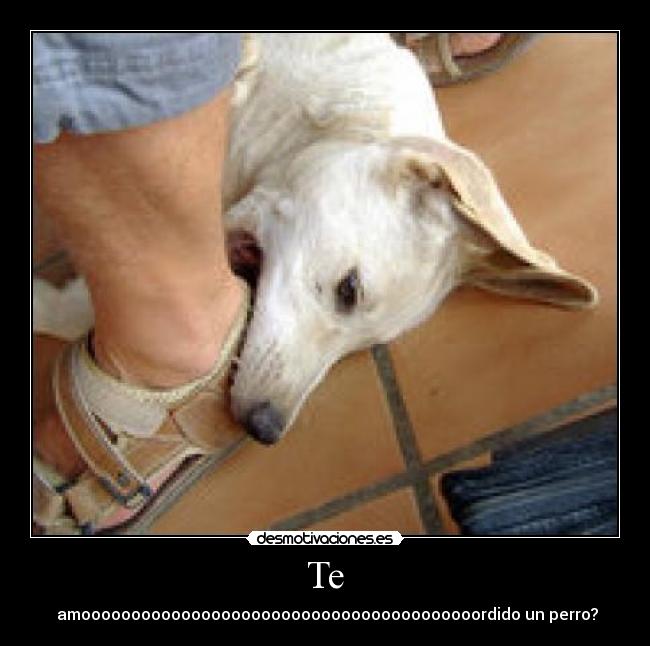 Te - amoooooooooooooooooooooooooooooooooooooooordido un perro?