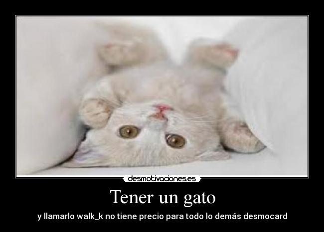 Tener un gato - y llamarlo walk_k no tiene precio para todo lo demás desmocard