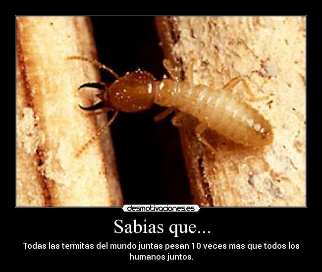 Sabias que... - 