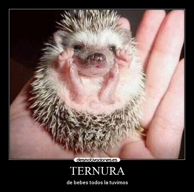 carteles ternura bebes animales lindura pasado desmotivaciones