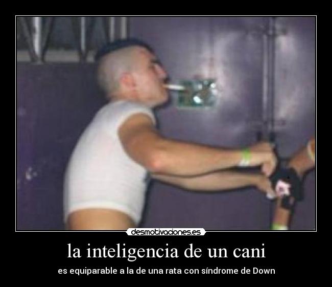 la inteligencia de un cani -