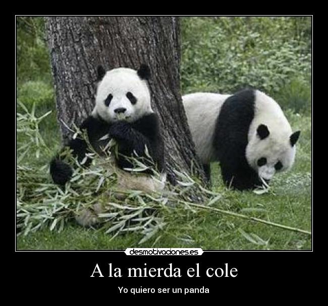 A la mierda el cole - Yo quiero ser un panda
