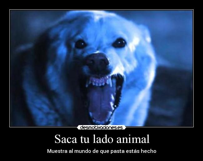 Saca tu lado animal - 