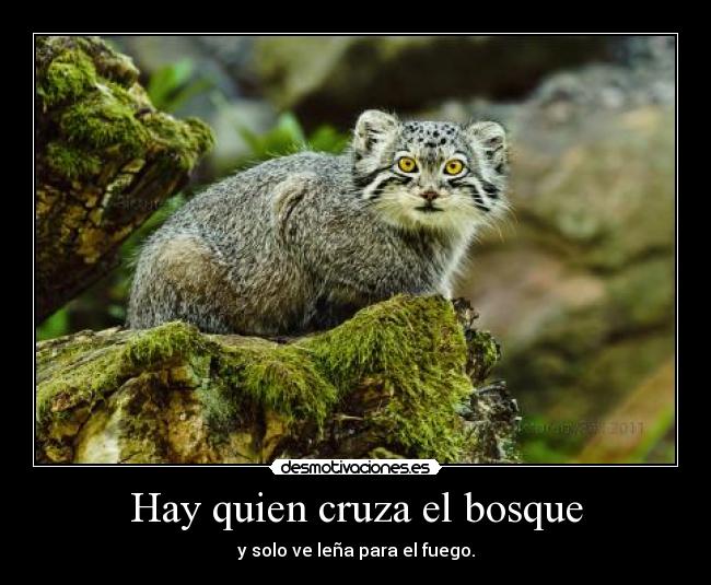 Hay quien cruza el bosque - y solo ve leña para el fuego.