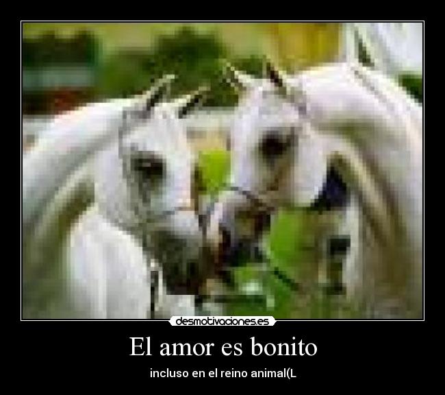 El amor es bonito - incluso en el reino animal(L