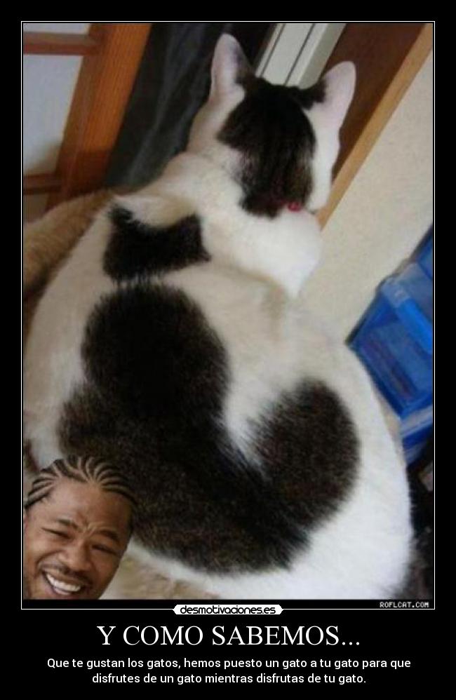 Y COMO SABEMOS... - Que te gustan los gatos, hemos puesto un gato a tu gato para que
disfrutes de un gato mientras disfrutas de tu gato.
