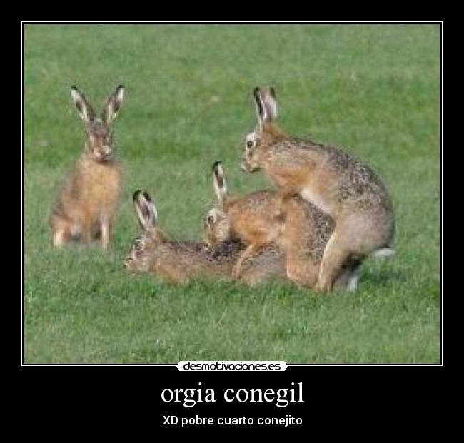 orgia conegil - 