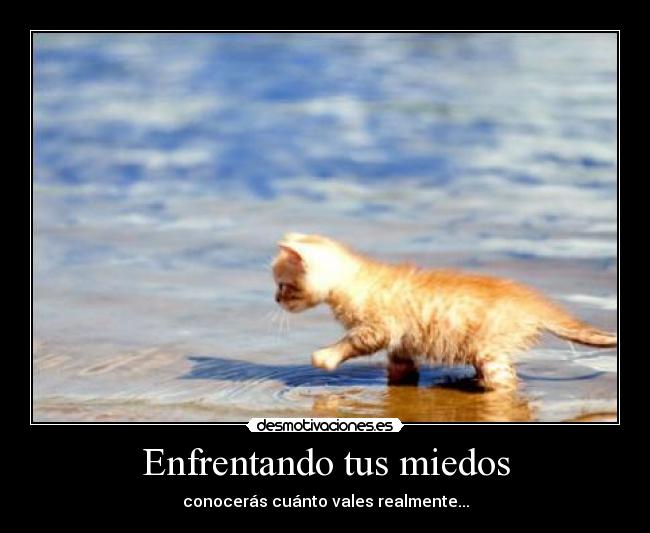 carteles mayday mayday gatito en el agua desmotivaciones
