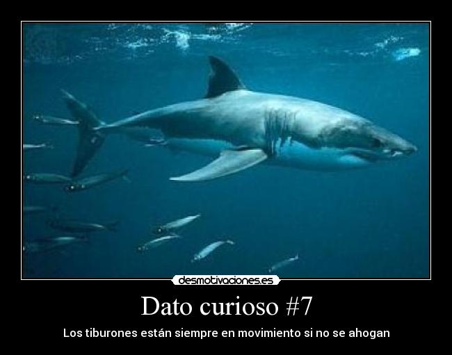 Dato curioso #7 - 